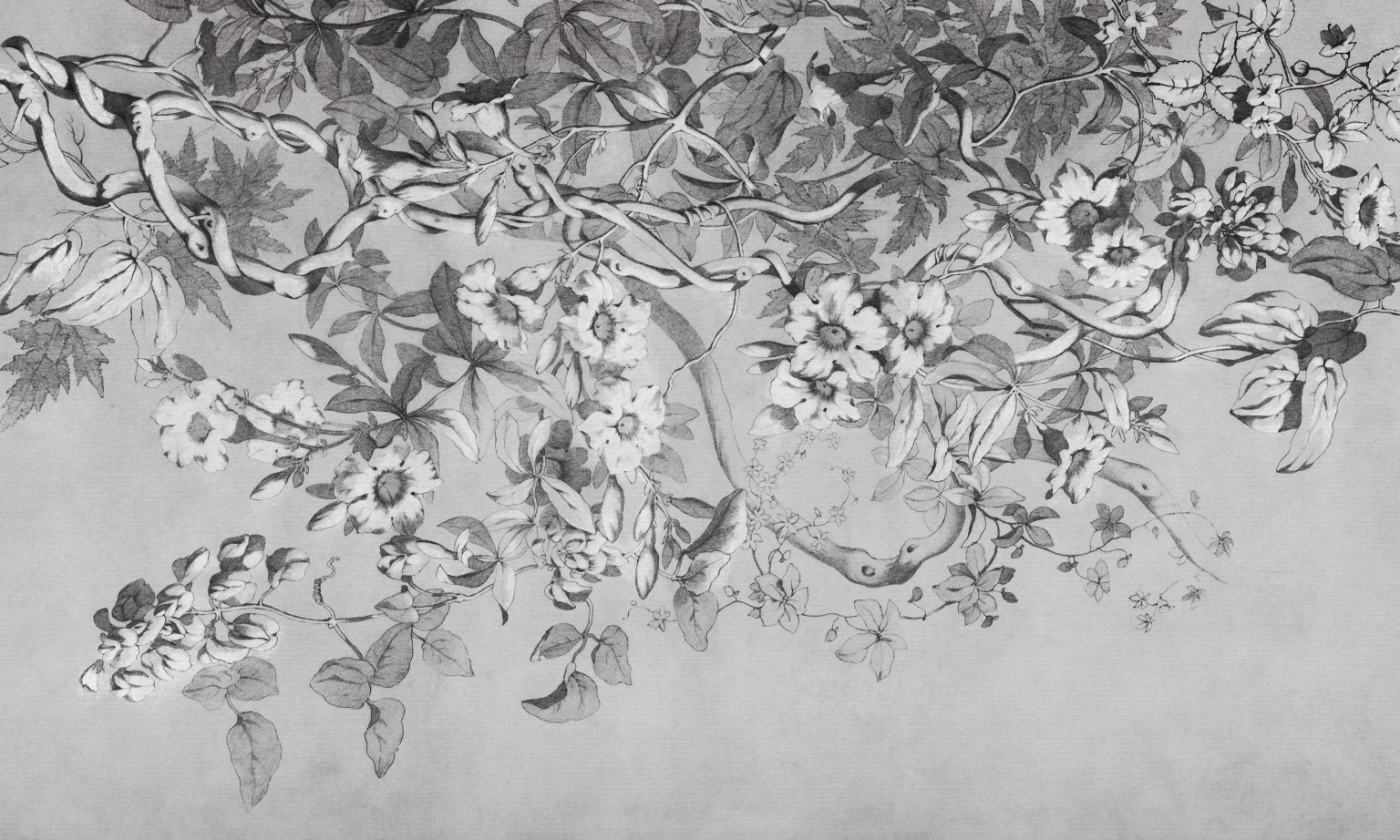 Alamanda - Tapeta w standaryzowanych rolkach