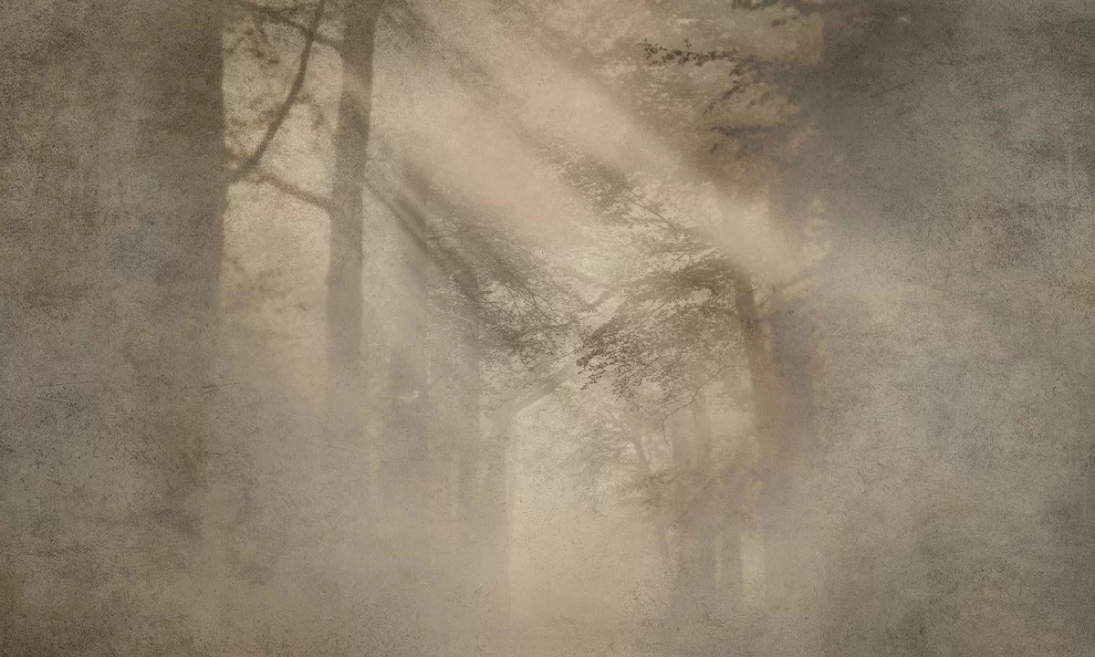 Tapeta Drzewa Tapeta Drzewa