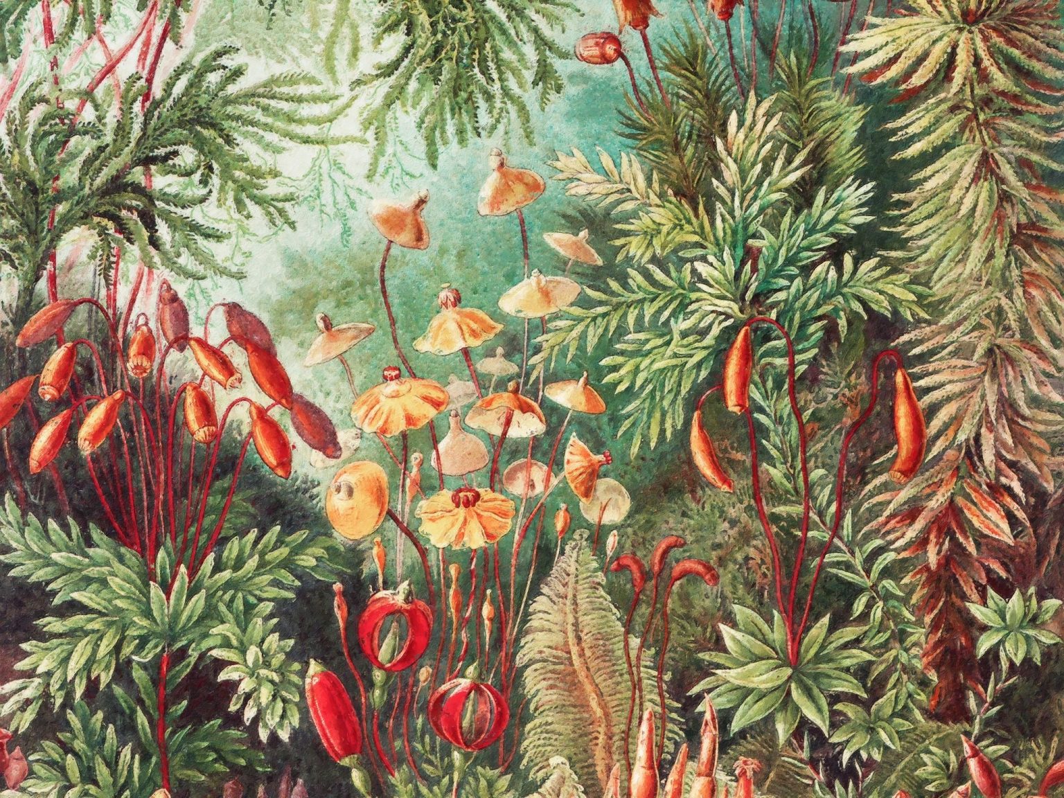 Tapeta Fairytale Vivid