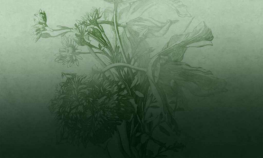 Green Ombre Flower – Tapeta w standaryzowanych rolkach