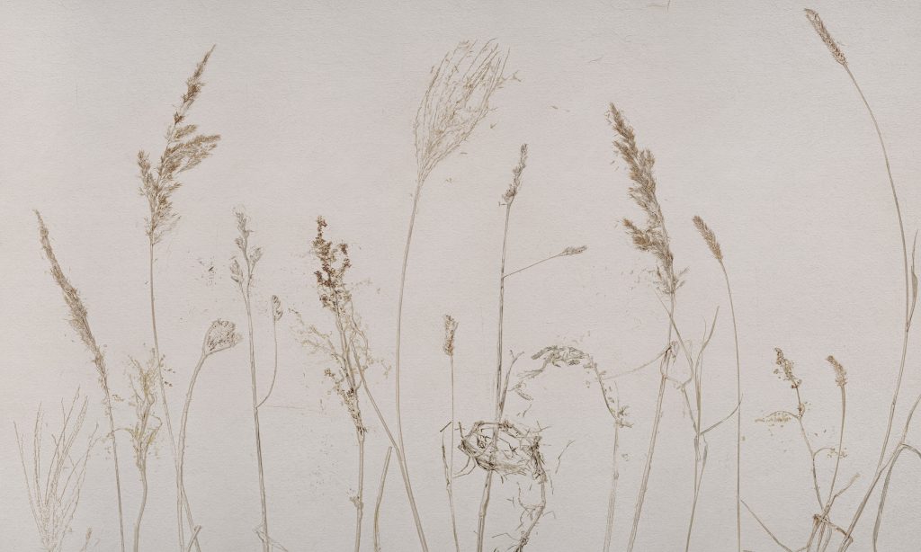 Campo di Avena – Tapeta w standaryzowanych rolkach