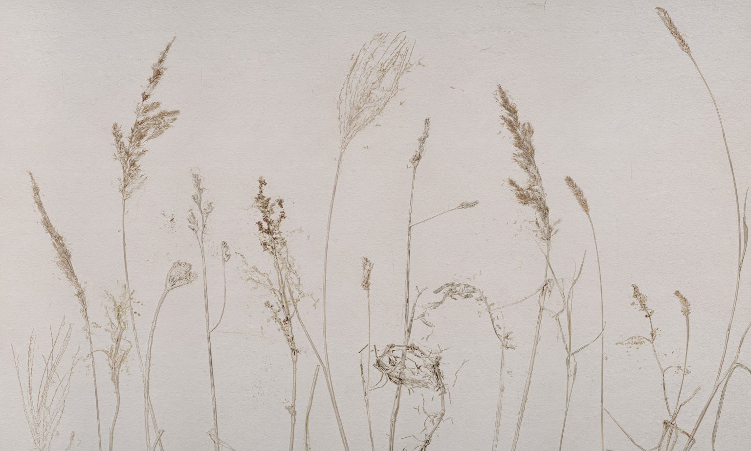 Tapeta Campo di Avena