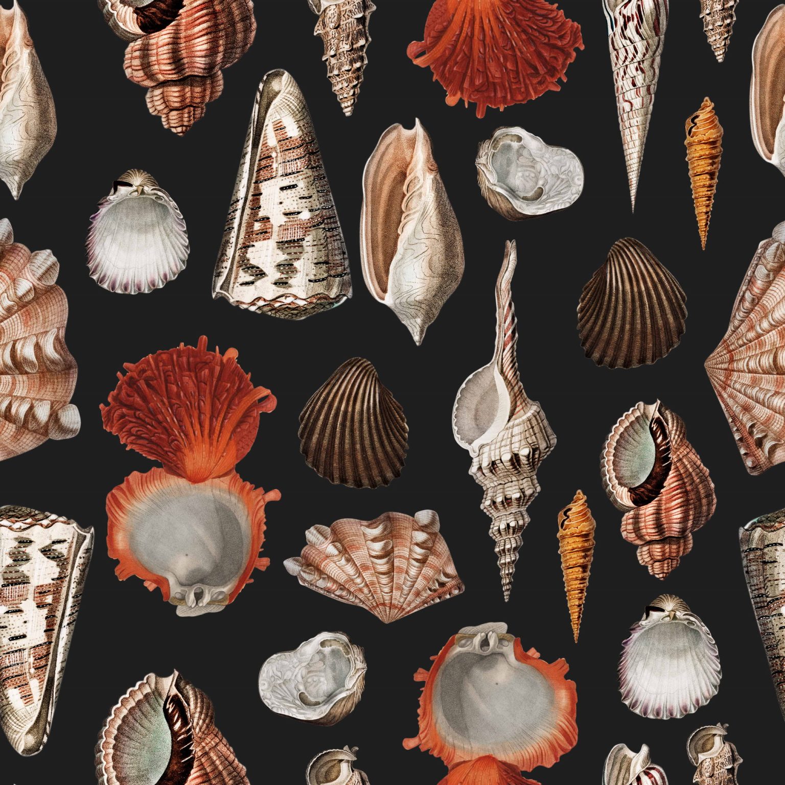 Tapeta Morskie muszle